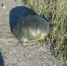 Species At Risk